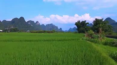 金秋农耕庄稼稻田稻谷田园风光视频的预览图